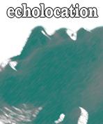 echolocation profile picture