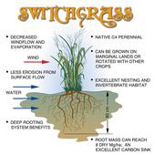 Switchgrass profile picture