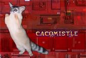 cacomistle profile picture