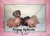 www.avasasphynx.com profile picture