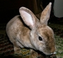 Automatic Attack Rabbit Zero! profile picture