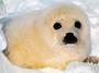 Save the Seals profile picture