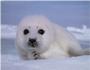 Save the Seals profile picture