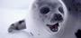 Save the Seals profile picture