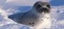 Save the Seals profile picture