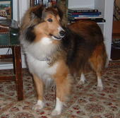 jerrysheltie