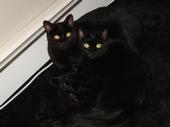 Norah and Jasper ~ Jasper Loves KittyLove profile picture