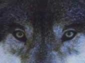 Stonewolf profile picture