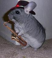 Radio Chinchilla profile picture