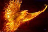 Burning Phoenix profile picture