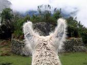 The Great Omniscient llama profile picture