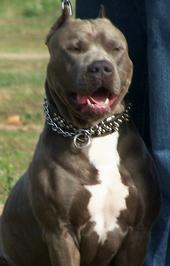 coast2coastbluekennels profile picture