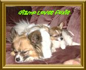 Sir Aslan Gizmo Loves Foxie Diva!! profile picture