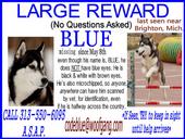 TIMBER aka Tim ~ Help Find Blue! profile picture