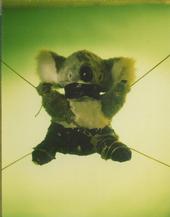 Koka Koala (r.i.p.) profile picture