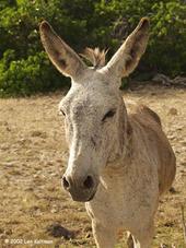 eugene donkey profile picture