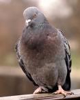 Pigeon 171 profile picture