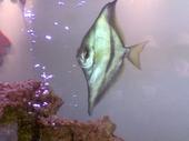 fish profile picture