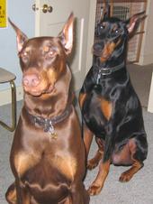 Doberman Pinscher profile picture