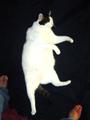 kitty cat dance profile picture