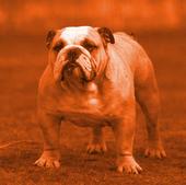 Red Bulldog profile picture