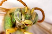 The Green Bees profile picture