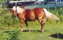 Pony profile picture