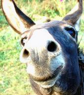 randomdonkey