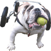 Dog on Wheels profile picture