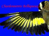 Chardonnerets Belliqueux profile picture