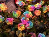 ROSES OF MANY COLORS profile picture