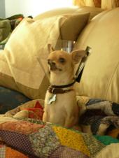 Anna, Duchess of Chihuahua profile picture