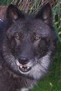 Underground Wolf profile picture