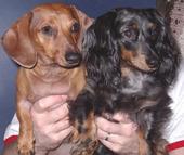 doxies14
