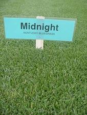 Midnight Grass profile picture