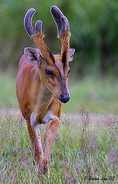 lil_muntjac profile picture