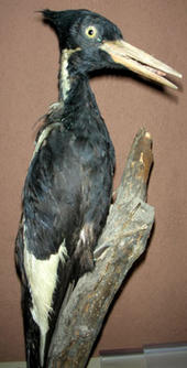 Ivory Billed Woodpecker profile picture