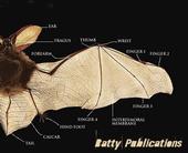 Batty Publications profile picture