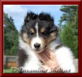 dreamlineshelties