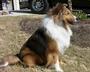 Dreamline Shelties profile picture