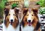 Dreamline Shelties profile picture