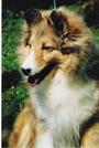 Dreamline Shelties profile picture