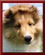 Dreamline Shelties profile picture