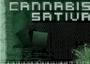 cannabis sativa profile picture