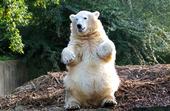 Knut the Polar Bear® Official Page profile picture