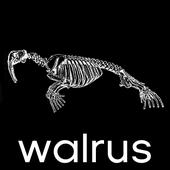 walrus profile picture