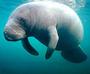 Lazy Manatee profile picture