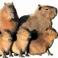 The Swinginâ€™ Capybaras profile picture