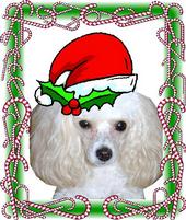 SIDNEY PAWS IS COMIN TO TOWN !!!! profile picture