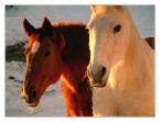 Mustang... profile picture